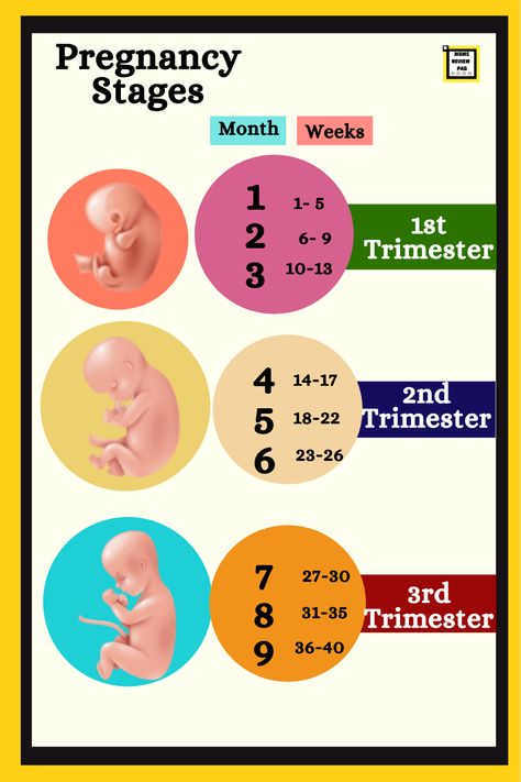 Know more about pregnancy stages and learn how to calculate your delivery date. Moms Life, Pregnancy Facts, Gestational Age, About Pregnancy, Baby Care Tips, Postpartum Care, Pregnancy Stages, Pregnancy Tips, Prenatal