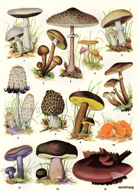 Types Of Mushrooms, Edible Fungi, Edible Mushrooms, Mushroom Fungi, Wild Edibles, Wild Food, Scientific Illustration, Wild Plants, Vintage Owl