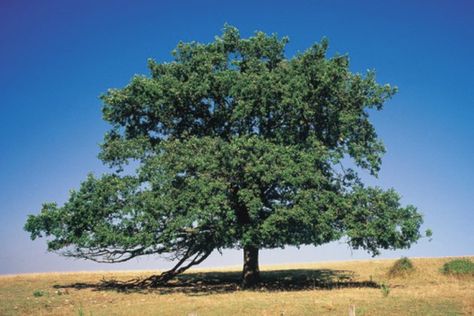 What Trees Absorb the Most Carbon Dioxide? | Hunker Bur Oak Tree, Buckeye Tree, Backyard Flowers Beds, African Tree, Burr Oak, Carbon Sequestration, Live Oak Trees, Backyard Flowers, Oak Trees