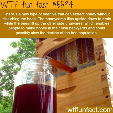 Beehive that extract honey without disturbing the bees - WTF fun facts Flow Hive, Save The Bees, Back To Nature, Bee Keeping, Bee Hive, Things To Know, Green Thumb, Trivia, Agriculture