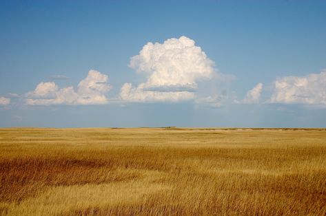 Painting the Prairie | EMILIE LEE Cumulus Clouds, Sustainable Agriculture, Open Field, The Villain, Rio Grande, Art Plastique, Rodeo, The Sky, Landscape Photography