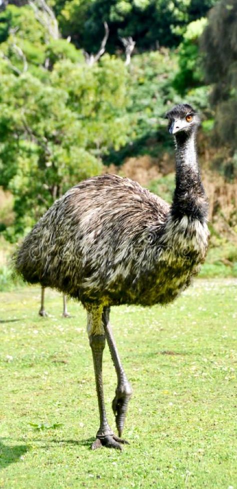 Emu Photography, Jaylynn Core, Emu Animal, Animal Fusion, Emu Bird, Animals Australia, Planet Project, Australian Fauna, Wildlife Rehabilitation