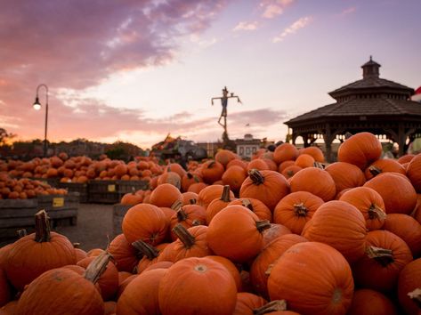 Philadelphia In October, Things To Do In September, Linvilla Orchards, Things To Do In October, October Weather, Things To Do In Philadelphia, Visit Philly, Eastern State Penitentiary, Visit Philadelphia