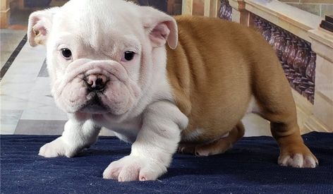 Miniature English Bulldog Puppies For Sale | Jacksonville, FL Mini English Bulldogs, Miniature English Bulldog, English Bulldog For Sale, Cute Bulldog Puppies, Bulldog Breeds, Bulldog Puppies For Sale, Cute Bulldogs, English Bulldog Puppies, English Bulldogs