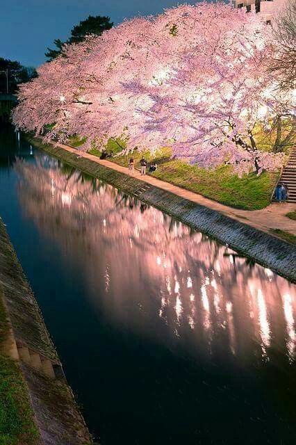 Sakura Trees Japan, Beautiful Cherry Blossom Pictures, Cherry Blossom Trees Aesthetic, Sakura Trees Aesthetic, Cherry Tree Aesthetic, Sakura Tree Aesthetic, Night Cherry Blossom, Sakura Forest, Cherry Blossom Forest