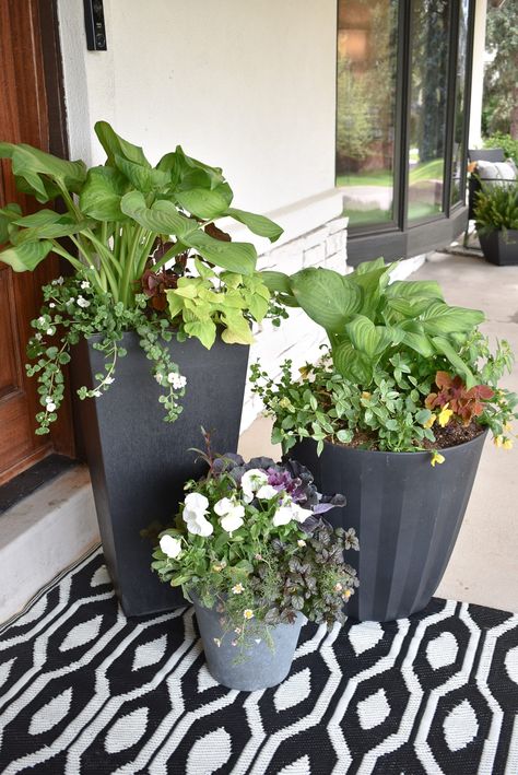 Entry Way Planter Ideas, Front Porch Ideas Pots & Planters, Front Door Flower Pot Ideas Entrance, Front Porch Pots & Planters, Fake Plants Outside Front Porches, Planter Pot Ideas, Stoop Decor, Porch Planter Ideas, Colorado Life