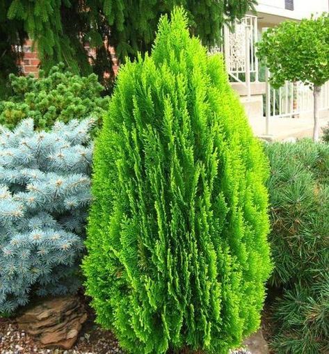 Let's talk color! This evergreen chameleon has a golden to lime green color in late spring and summer. As the weather cools a rusty orange takes over the foliage. In the full chill of winter this bronze color often deepens to a regal burgundy purple. You will enjoy quite a show year-round with this Chinese Arborvitae. With shades of yellow, green, red, orange, and purple the Morgan Thuja is truly a chameleon plant!  #MorganChineseArborvitae #Arborvitae #Plantingtree Thuja Orientalis, Chameleon Plant, Front Landscape, Conifers Garden, Arborvitae Tree, Evergreen Garden, Easy Plants To Grow, Planting Ideas, Small Shrubs