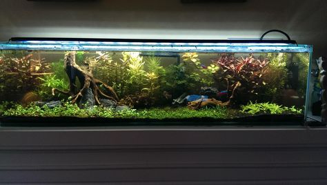 12 gallon long, dirt planted, LED (Updated 11/5) - Page 4 - The Planted Tank Forum Aquatic Garden, Question To Ask, Fresh Water Fish Tank, Dutch Style, Led Aquarium Lighting, Nano Aquarium, Planted Tank, Betta Tank, Nature Aquarium