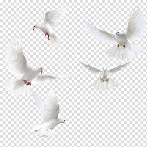 Columbidae Bird, Dove Wings, Dove Wing, Bus Cartoon, Dove Flying, Phoenix Images, White Pigeon, Wings Png, Symbol Drawing