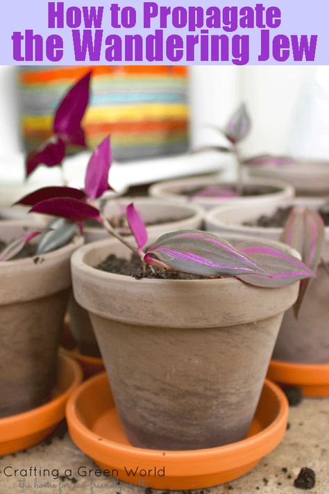 Wondering Jew Plant Propagate, Wondering Jew Plant, Wondering Jew, Jew Plant, Green Crafts, Toxic Plants For Cats, Wandering Jew Plant, Types Of Houseplants, Wandering Jew