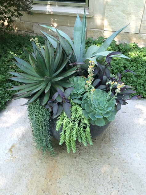 Succulents | Container Design Hoerr Schaudt Pots In Garden, Pot Design Ideas, Plant Garden Ideas, Pot Landscaping, Garden Ideas Decoration, Pot Decoration Ideas, Potted Plant Garden, Phoenix Backyard, Cactus Garden Landscaping