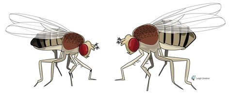 Drosophila Melanogaster Illustration on Behance Drosophila Melanogaster, Poster Presentation, Fruit Flies, Male And Female, Presentation, Fruit