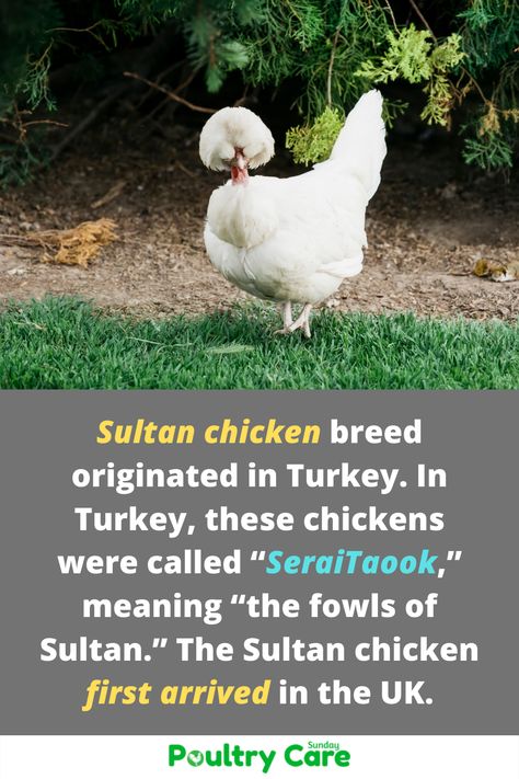 Sultan chicken breed originated in Turkey. In Turkey, these chickens were called “SeraiTaook,” meaning “the fowls of Sultan.” The Sultan chicken first arrived in the UK. ##chicken #sultan #sultanchicken #chickenbreed #breedguide Sultan Chicken, Backyard Chicken Coops, Chicken Breeds, Chicken Coops, Chickens Backyard, Yellow Flower, Chicken Coop, In America, Yellow Flowers