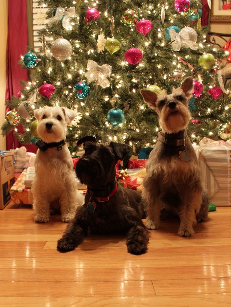 Snauzer Puppy, Schnauzer Christmas, Mini Schnauzer Puppies, Miniature Schnauzer Puppies, Schnauzer Puppy, Popular Dog Breeds, Most Popular Dog Breeds, Schnauzer Dogs, Mini Schnauzer