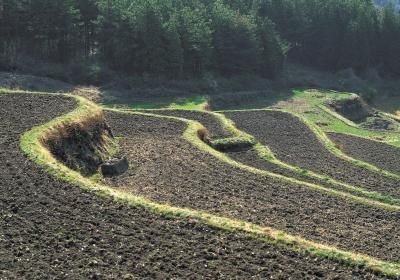 Flower Bed On A Slope, Terraced Vegetable Garden, Hillside Terrace, Terraced Gardens, Soil And Water Conservation, Vege Garden, Small Flowering Plants, Soil Conservation, Landscape Timbers