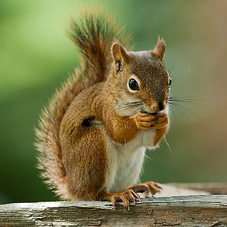 https://vimeo.com/34194006 American Red Squirrel, Get Rid Of Squirrels, Squirrel Painting, Lazy Animals, Backyard Animals, Red Squirrel, Rodents, Chipmunks, Exotic Pets