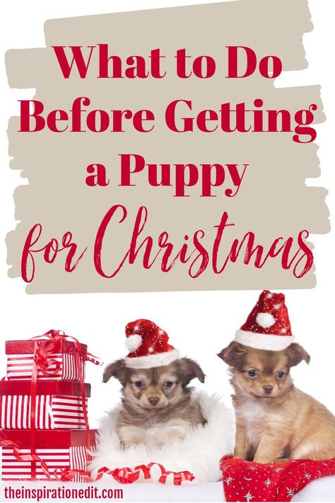 Are you thinking about getting your family a puppy for Christmas? If so, then you need these tips from the Inspiration Edit! These are all of the steps you need to take BEFORE getting a puppy this holiday season! How To Give A Puppy For Christmas, Christmas Puppy Surprise, Dog Surprise Gift Ideas, Puppy For Christmas Surprise, Puppy For Christmas, Lil Puppy, Surprise Pictures, Christmas Diy Kids, Bichon Dog