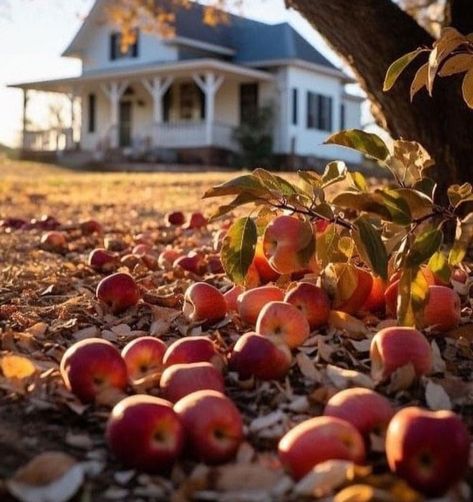 Days Until Halloween, Autumn Magic, Fall Apples, Autumn Scenes, Apple Orchard, Fall Scents, Fabulous Fall, Autumn Scenery, I Love Fall