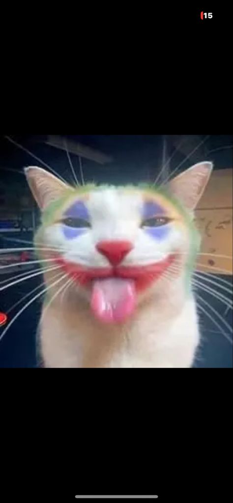 Clown Cat Pfp, Clown Profile Picture, Funny Clown Pictures, Clown Pfp, Cat Clown, Clown Meme, Clown Pics, Cats Pictures, Clowns Funny