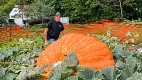 Giant Pumpkin Growing, Atlantic Giant Pumpkin, How To Grow Giant Pumpkins, Growing Giant Pumpkins, Squash Planting, Planting Pumpkins, Pumpkin Garden, Giant Pumpkin, Growing Pumpkins