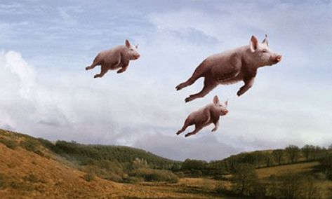 Flying Pigs! Pig Wallpaper, Funny Pigs, Flying Pig, Cute Memes, Black And White Portraits, Animal Wallpaper, Image Hd, Funny People, Pigs