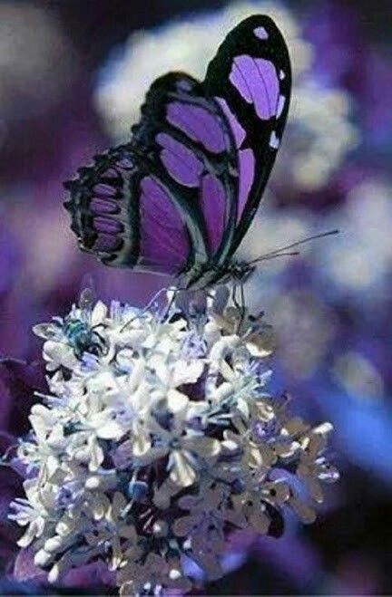 Purple and white Butterfly Gif, Funny Vine, Butterfly Background, Beautiful Bugs, Butterfly Drawing, Butterfly Crafts, Green Butterfly, Butterfly Painting, Black Butterfly