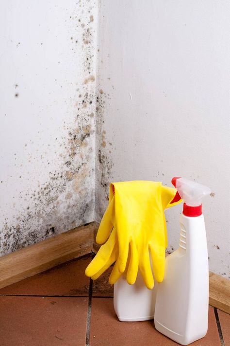 mold on wall 3 Cleaning Mold, Mold Removal, Types Of Mold, Mold Remediation, Removal Company, Mold Growth, Distilled White Vinegar, Duct Work, Mold Remover