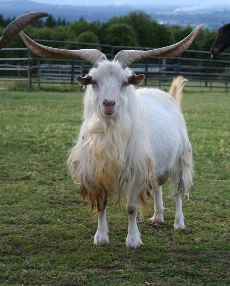 cashmere goat | LIBERTY FARM CASHMERE GOATS Animals Wallpaper Aesthetic, Cute Animals Wallpaper, Cashmere Goat, Angora Goat, Boer Goats, Cute Goats, Goat Farming, Mountain Goat, Vegan Animals