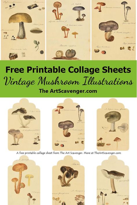 Free Junk Journal Printables, Mushroom Printable, Diy Crafts To Sell On Etsy, Free Junk Journal, Mushroom Illustrations, Free Ephemera, Journal Printables Free, Junk Journal Printables, Journaling Collage