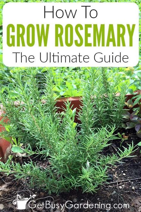 Rosemary Varieties, Rosemary Growing, Rosemary Plant Care, How To Grow Rosemary, Grow Rosemary, Rosemary Plants, Lemongrass Plant, Evergreen Bush, Growing Rosemary