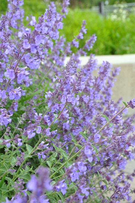 Nepeta racemosa 'Walker's Low' / kattekruid bloeit blauw van juni - september. Hoogte ca. 70 cm. Beste kattekruid voor algemeen gebruik. Nepeta Faassenii Walkers Low, Catmint Walkers Low, Nepeta Flower, Nepeta Walkers Low, Nepeta Catmint, Nepeta Racemosa, Catmint Nepeta, Long Blooming Perennials, Landscape Design Ideas