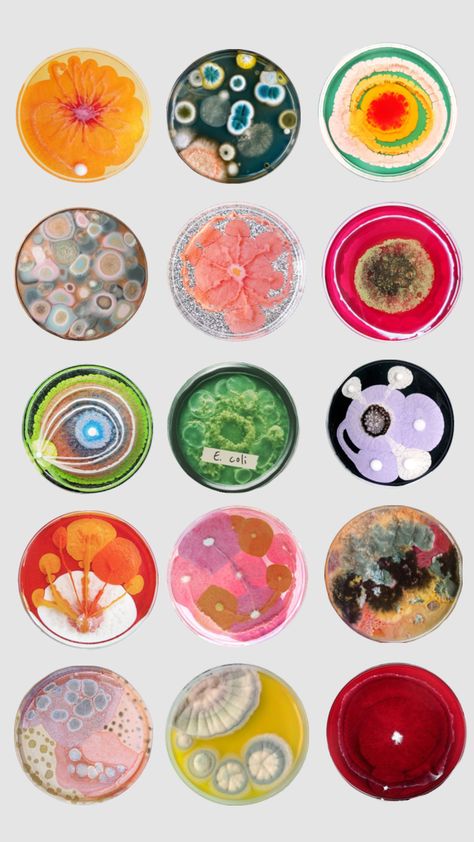 #agar #petridish #mold #mould #collageart Petri Dishes, Biology Art, Bio Art, Petri Dish, Scientific Illustration, Science Art, Silk Painting, Phone Themes, Surreal Art