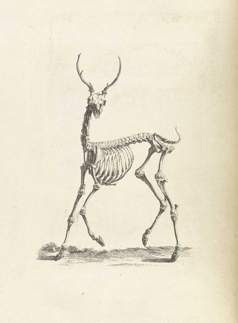 Deer Skeleton, Bone Drawing, Science Tattoo, Male Figure Drawing, Animal Skeletons, Horse Anatomy, Human Figure Drawing, Animal Study, Vintage Deer