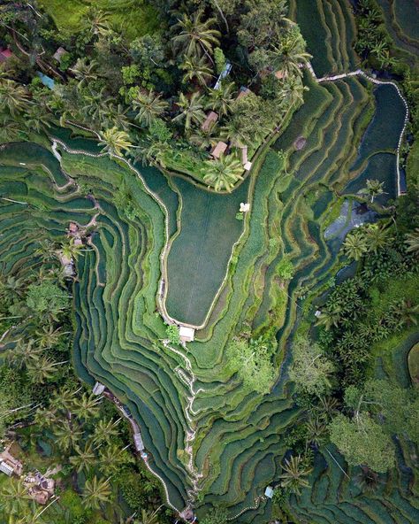 Raw Coffee Beans, Bali Waterfalls, Farm And Garden, Aerial Photography Drone, Farm Photography, Coffee Farm, Garden Coffee, Vintage Volkswagen, Nature Architecture