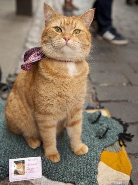 Bobcat Pictures, Bengal Cat Facts, Street Cat Bob, Bob Cat, Cats And Cucumbers, Street Cat, Cat Meeting, Gallery Ideas, Cat Call