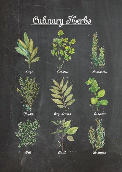 chalkboard herbs artwork | Culinary Herbs Chalkboard Wall Poster Decor. Watercolor Food Art ... Backyard Herb Garden, Herb Garden Pots, Culinary Herbs, Chalkboard Wall, Chalkboard Art, Chalk Art, Planting Herbs, Drawing Tutorials, Wall Poster