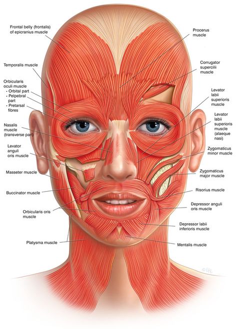 How Does Facial Reflexology Make You More Beautiful? – Wellness Unlocked Face Muscles, Facial Anatomy, Face Anatomy, Microcurrent Facial, Muscle Anatomy, Face Exercises, Anatomy Physiology, Facial Exercises, Facial Muscles