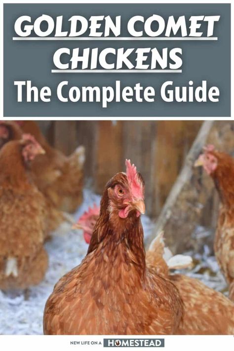 Golden Comet Chickens: The Complete Guide Comet Chicken, Golden Comet Chicken, Egg Laying Hens, Chickens For Sale, Rhode Island Red, Laying Hens, Backyard Flocks, Egg Production, Brown Eggs