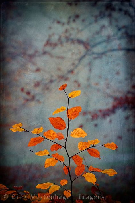 Close-up of colourful fall leaves on a beech tree twig - texturized photograph Beech Tree, Autumn Magic, Still Photography, Forest Photography, Tree Illustration, Landscape Poster, Leaf Art, Colorful Leaves, Tree Painting