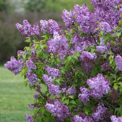 Lilac Shrub, Common Lilac, Lilac Plant, Blue And Purple Flowers, Garden State, Lavender Flower, Flowering Shrubs, Sweet Fragrances, Purple Lilac