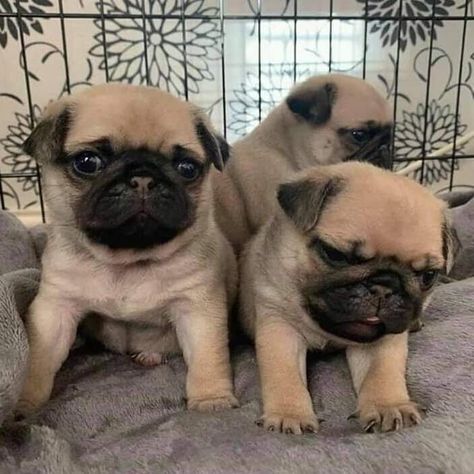 Available Pug Puppies For Sale, Pug Puppies, Puppies For Sale, Up To Date, Pug, French Bulldog, Ohio, Puppies, Dogs