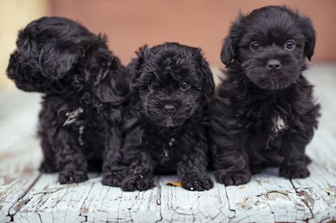 Shih Poo: Ultimate Pet Parent Care Guide and 7 Fun Facts Shih Poo Black, Shi Poo Dog, Poodle Puppy Black, Miniature Poodle Puppy, Teacup Poodle Puppies, Miniature Puppies, Poodle Puppies For Sale, Poodle Puppy Standard, Puppy Mom