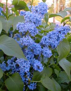 Blue lilacs!  A website tells me lilacs are in season in November.  Maybe in Australia...  I don't know about them but our lilac bush blooms in May/June!  For about 2 weeks, if that.  But if they're in season, I would love to include them somehow!  Remind me of home... Lilac Cottage, Roses And Violets, World Of Flowers, Syringa Vulgaris, French Lilac, Lilac Bushes, Lilac Tree, Purple Garden, Blue Lilac