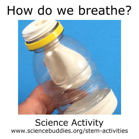 Teacher about the respiratory system or the basics of human breathing? Try this hands-on #STEM activity at Science Buddies!  Use balloons and a bottle to make a model of a human lung and use it to see how air flows in and out when we breathe.   https://www.sciencebuddies.org/stem-activities/lung-model?from=Pinterest  #scienceteacher #scienceactivity #biology #scienceproject #STEM #scienceisfun Respiratory System Projects, Respiratory System Activities, Lung Model, Human Body Activities, Science Classroom Decorations, Human Lungs, The Respiratory System, Health Fair, Preschool Programs