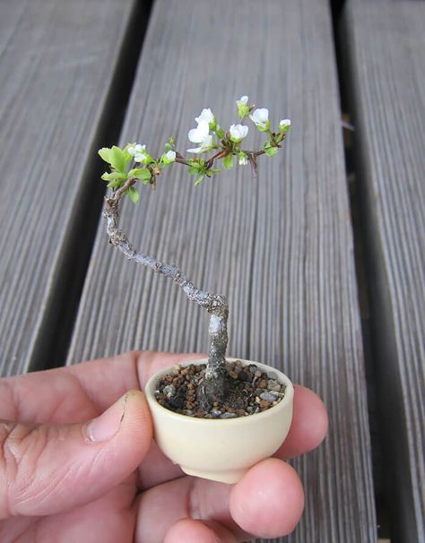 38 Bonsai Trees That Are a Perfect Tiny Version Of Nature Bonsai For Beginners, Bonsai Indoor, Bonsai Mame, Flowering Bonsai Tree, Bonsai Tree Types, Bonsai Tree Care, Mame Bonsai, Plant Magic, Mini Bonsai