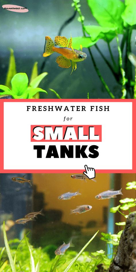 3 Gallon Fish Tank, Fish For Beginners, 10 Gallon Fish Tank, Fish Tank Themes, Ikan Air Tawar, Fish Tank Terrarium, Small Fish Tanks, Tropical Fish Tanks, Tropical Freshwater Fish