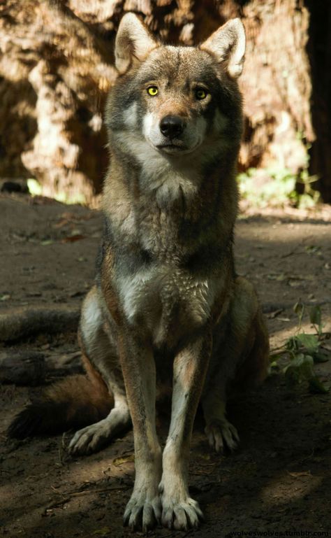 Wolf Sitting, Wolf Poses, Wolf World, Wolf Images, Wolf Stuff, Wolf Photos, Gray Wolf, Wolf Love, Wild Wolf