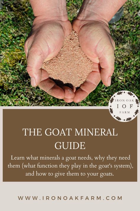 Goat Minerals, Goat Care, Goat Feeding Loose Mineral Feeder For Goats, Goat Mineral Buffet, Goat Minerals, Goat Life, Goat Ideas, Goat Yoga, Pygmy Goat, Raising Goats, Homestead Gardens