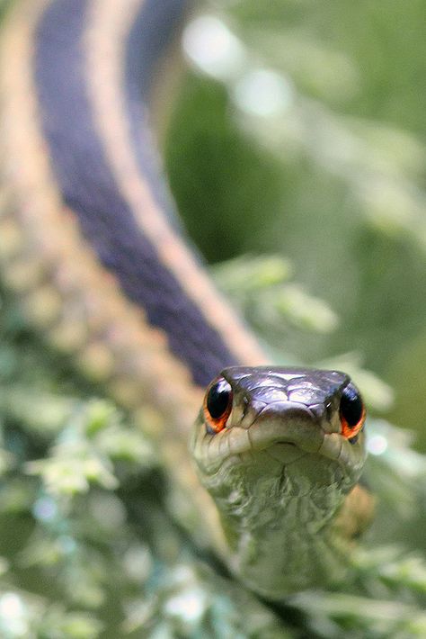 Common Garter Snake, Western Garter, Snakes Pet, Animal Psychology, California King Snake, Garden Snake, Snake Terrarium, Pet Snakes, Garden Snakes