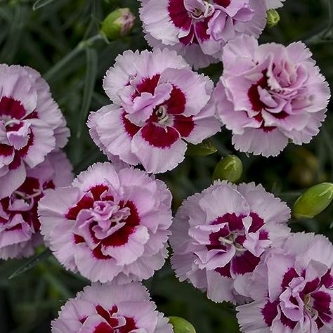 Strawberry Sundae Hydrangea, Magenta Lip, Pink Kisses, Louisiana Iris, Pink Perennials, Kiss And Tell, Silvery Blue, Sweet William, Mens Gold Wedding Band